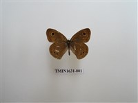 藏品(小波眼蝶)的圖片